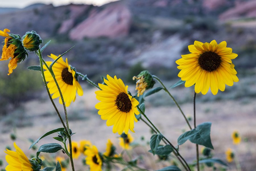 Sunflowers with Red Rocks softly blurred behind
